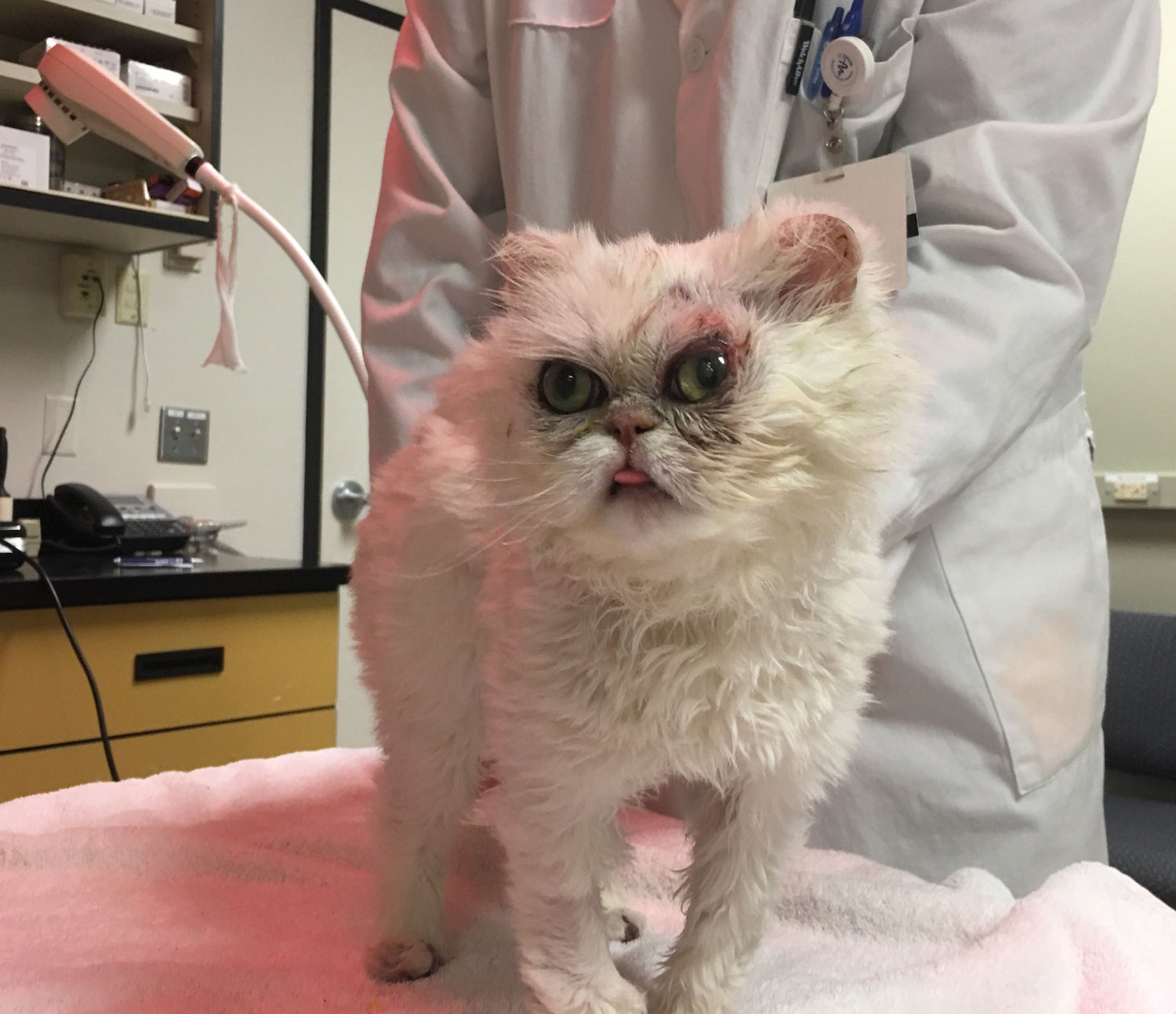 cat healthy after being burned