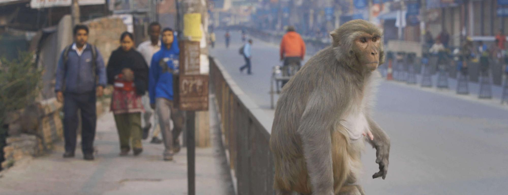 monkey on street