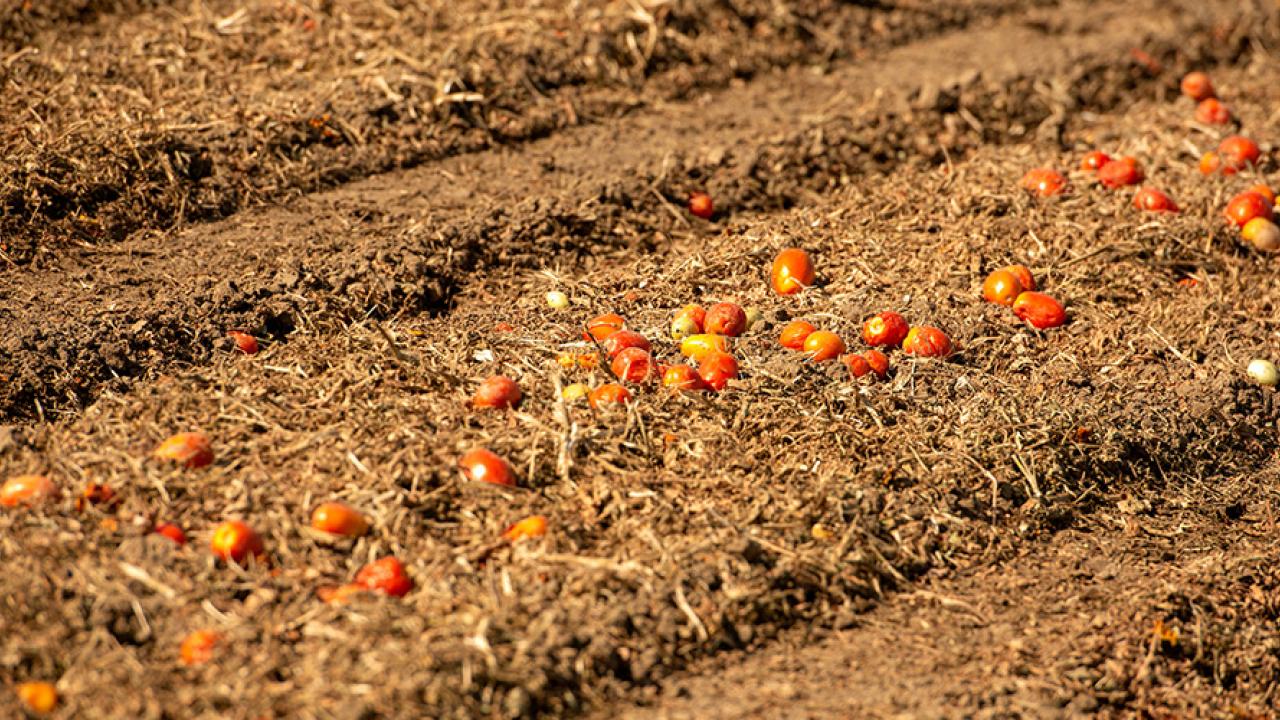 tomato field