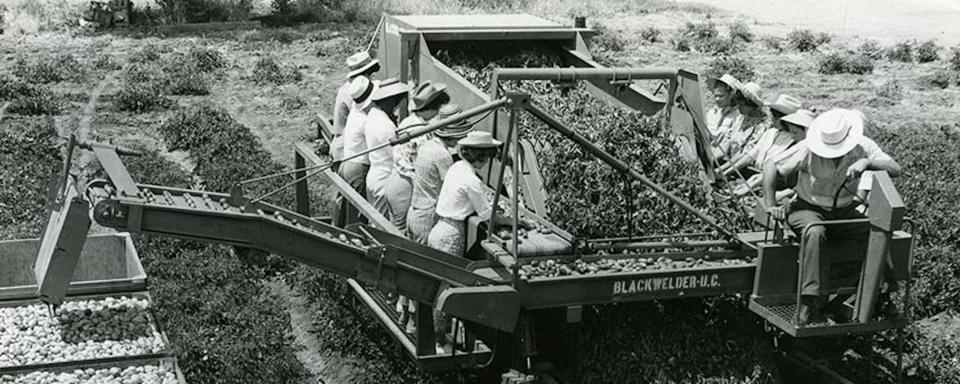 The tomato harvester developed by UC Davis engineers reduced demand for farm labor to pick tomatoes. (UC Davis Special Collections)