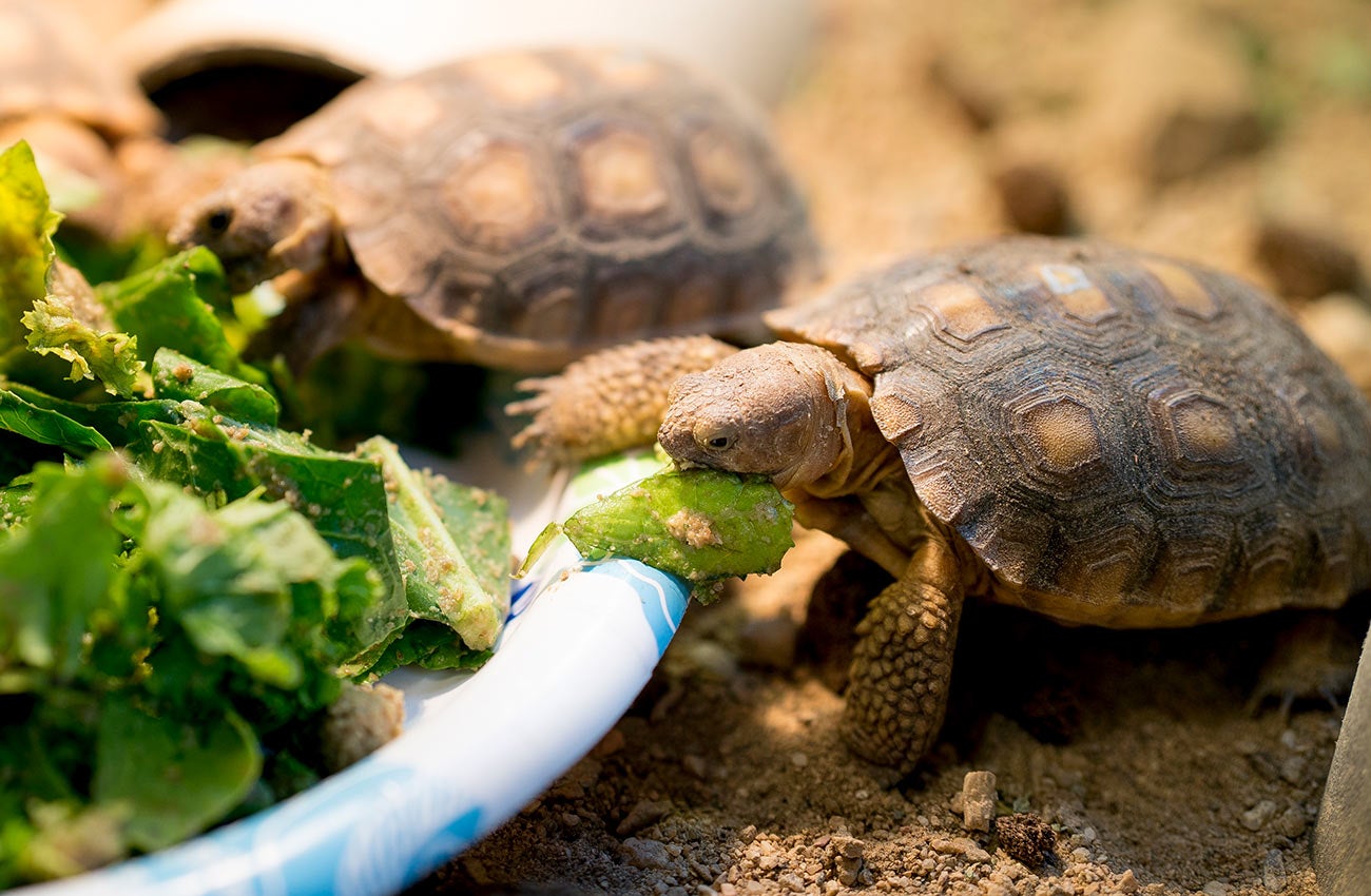 Tortoises eating plants