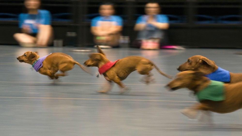 Small dogs race each other