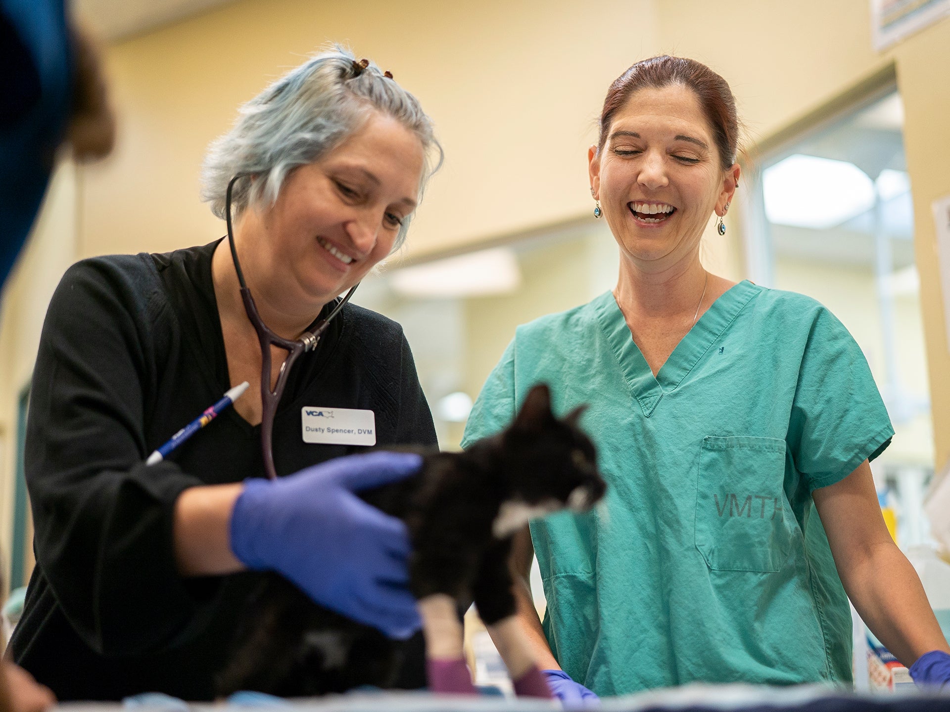 A veterinarian holds a kitten with bandaged paws.