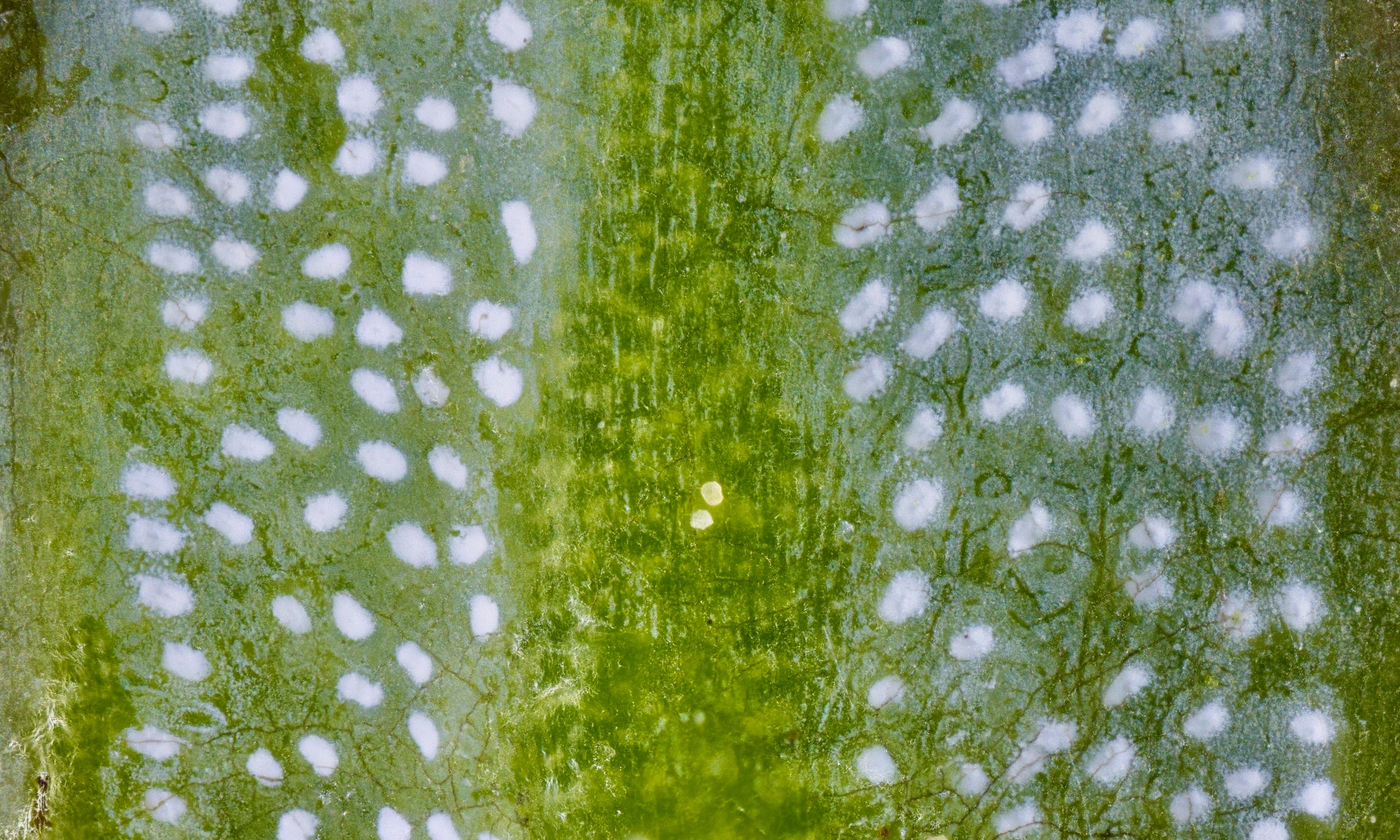 wax on redwood leaf surface