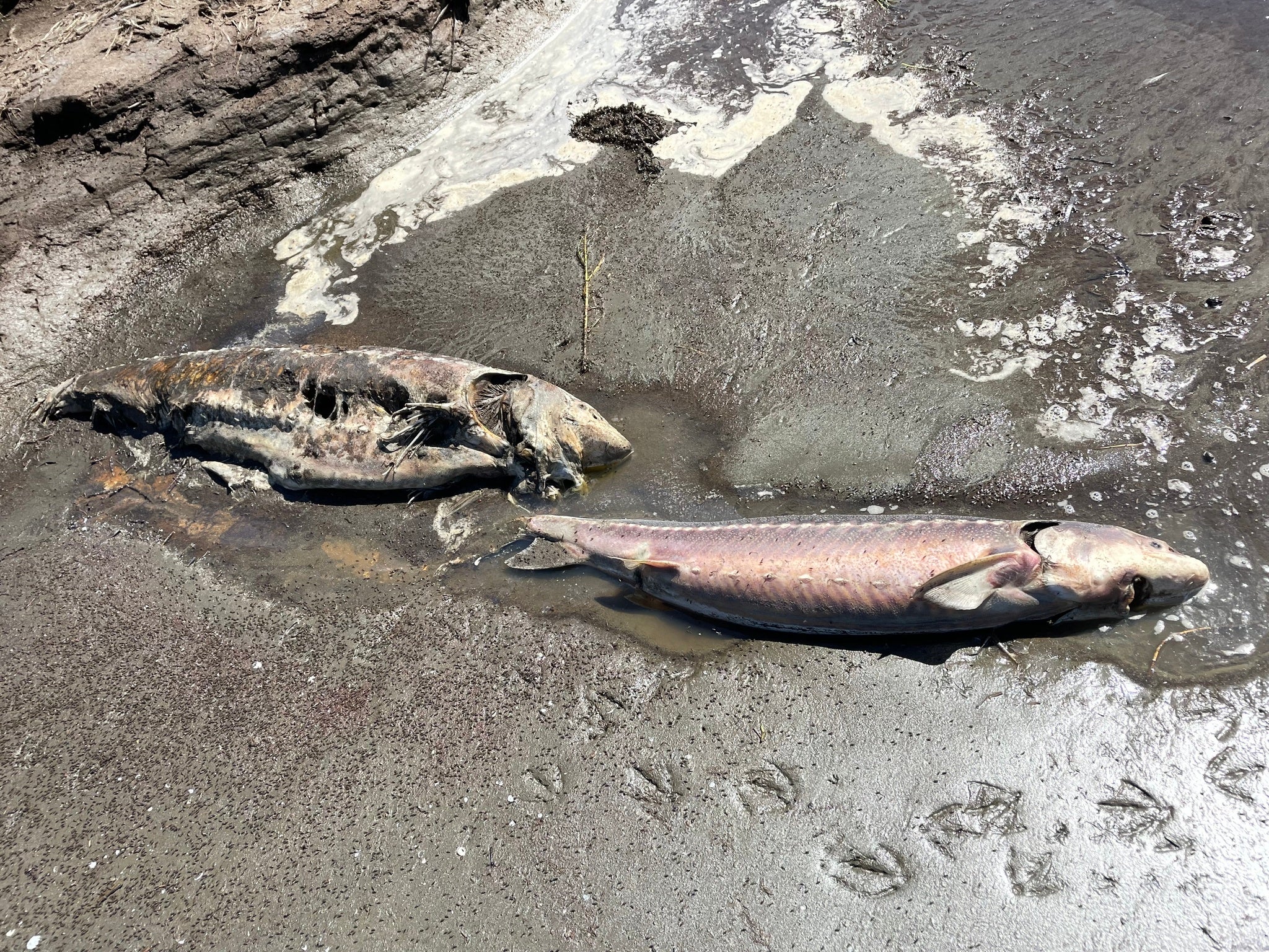 dead white sturgeon on beach