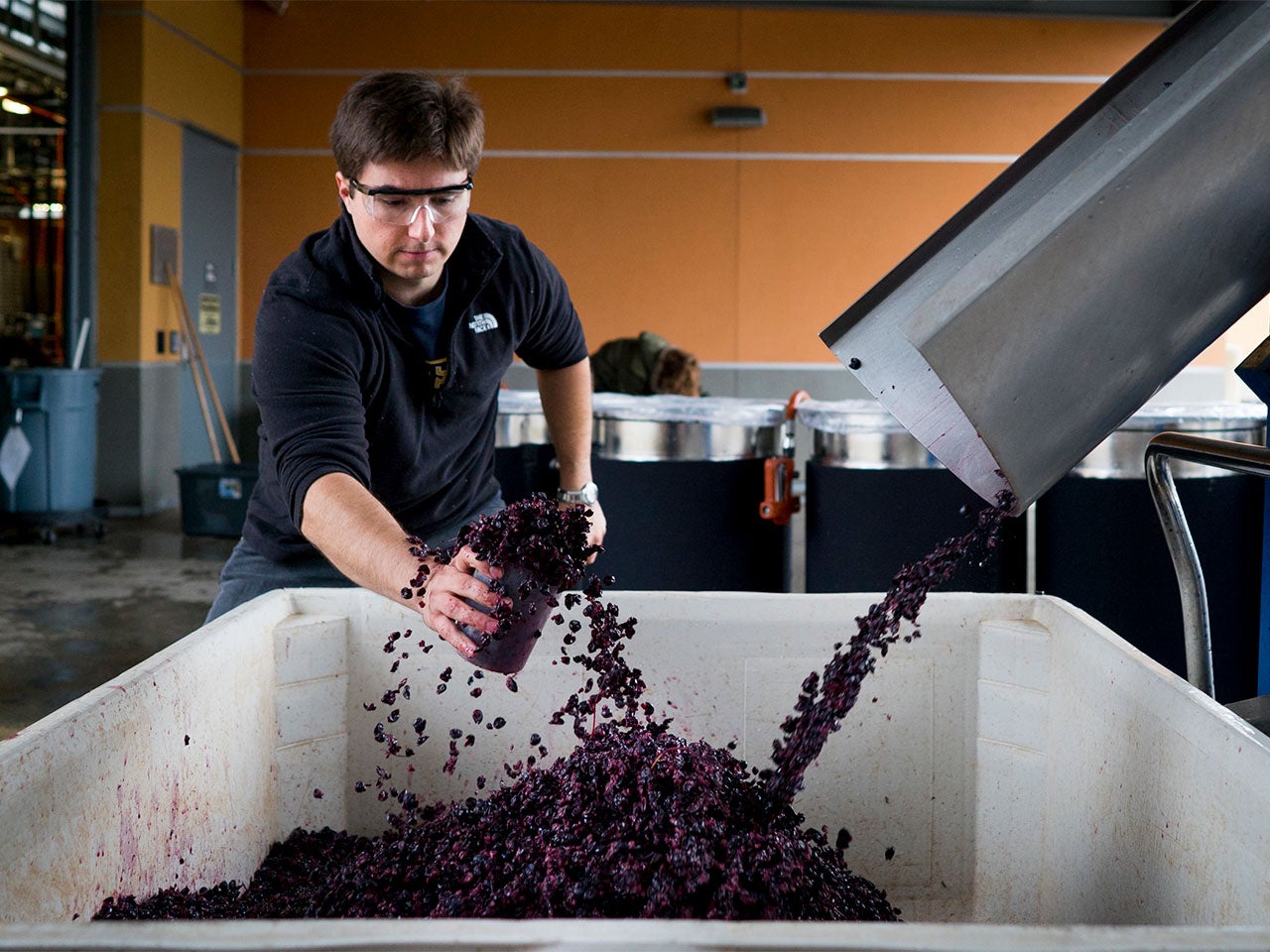 A student in goggles catches dark red crushed grapes in a cup from a chute pouring the crush into a bin.
