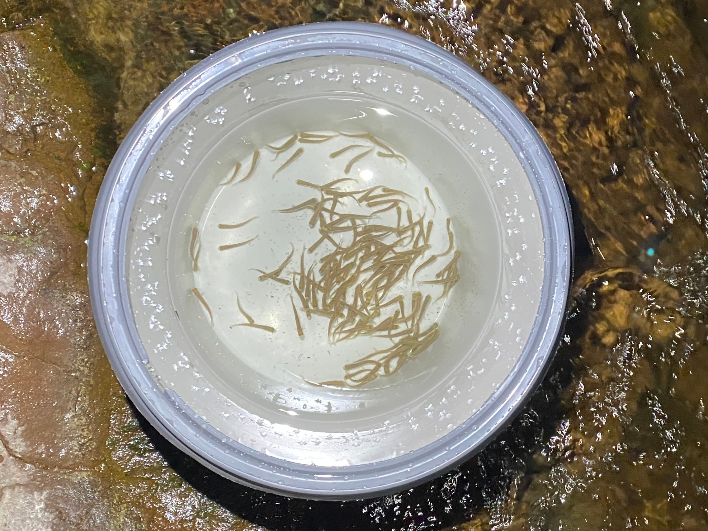 Top-down view of white bucket on wet rock holding dozens of tiny translucent salmon fry
