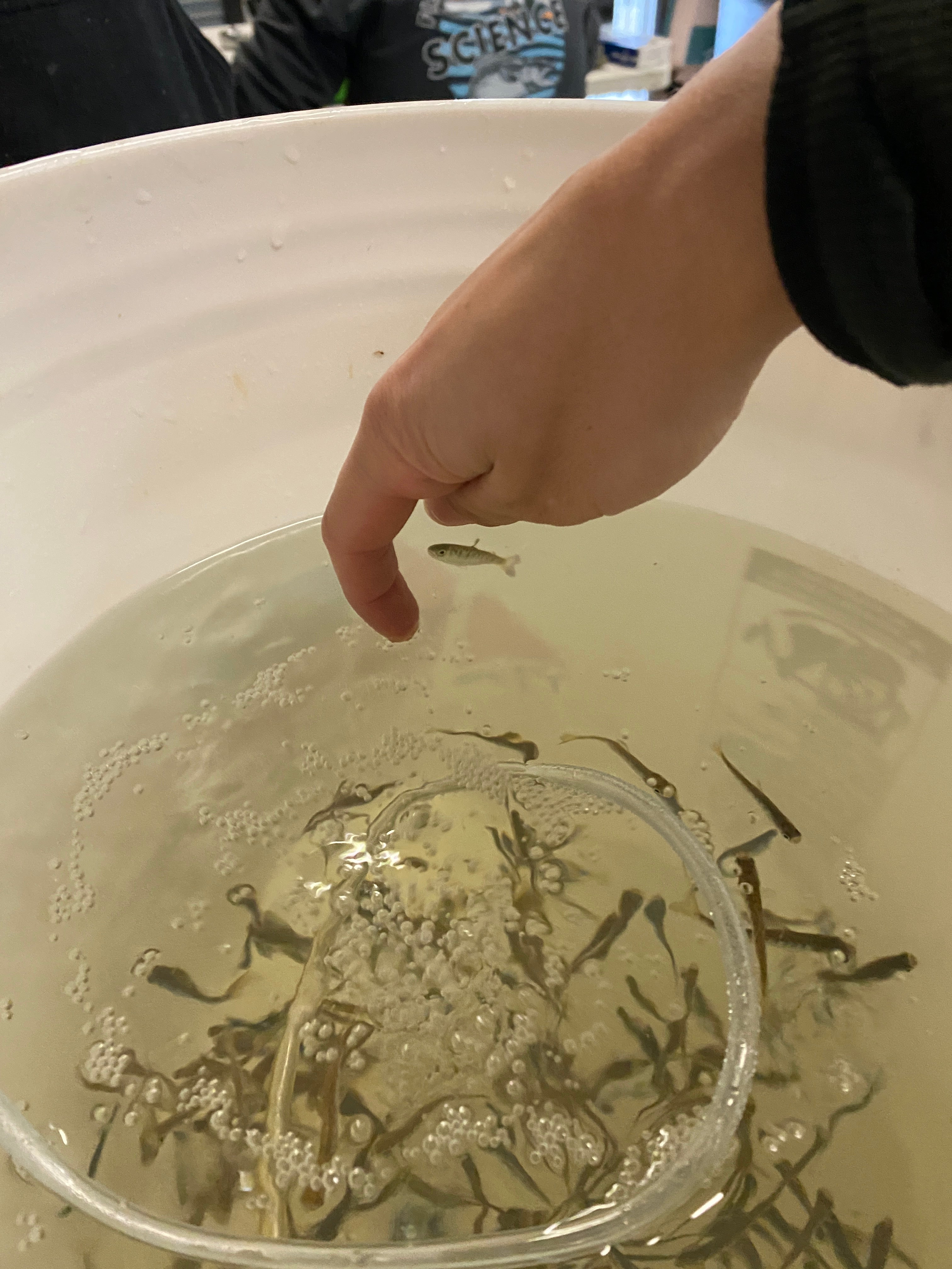 small fish swim in a white bucket while a hand reaches into the water