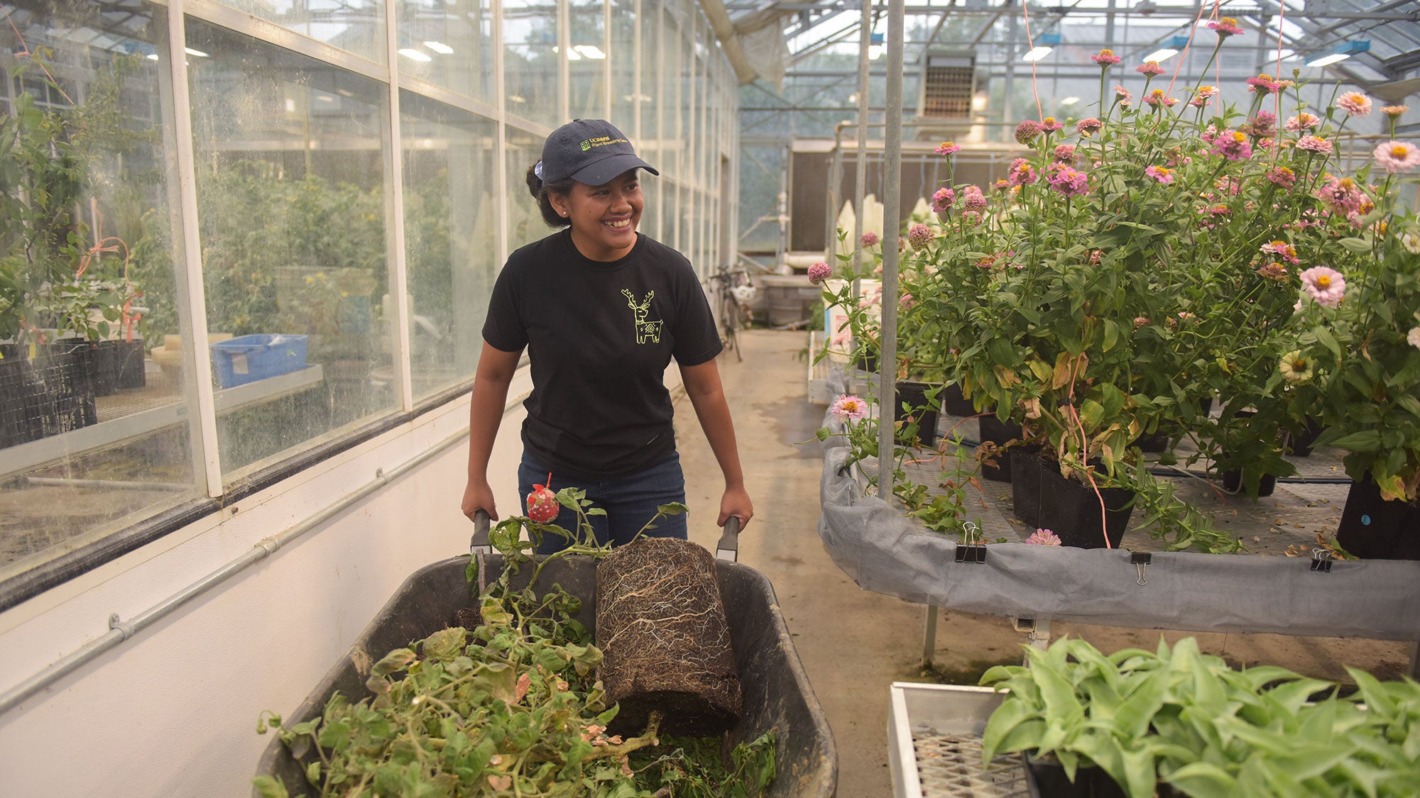 Worker in cap pushes wheelbarrow among raised beds and blooming plants in greenhouse, photograph