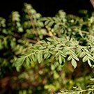 moringa research uc davis