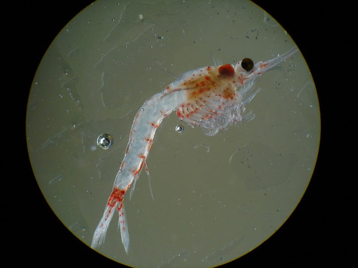 mysis shrimp closeup - UC Davis