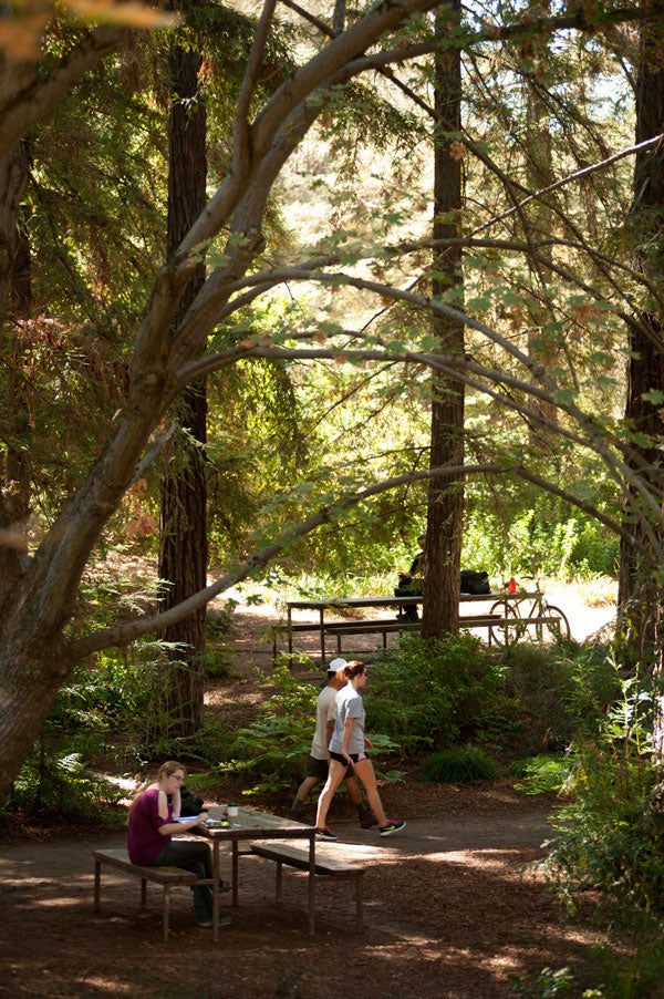 People in arboretum's Redwood Grove