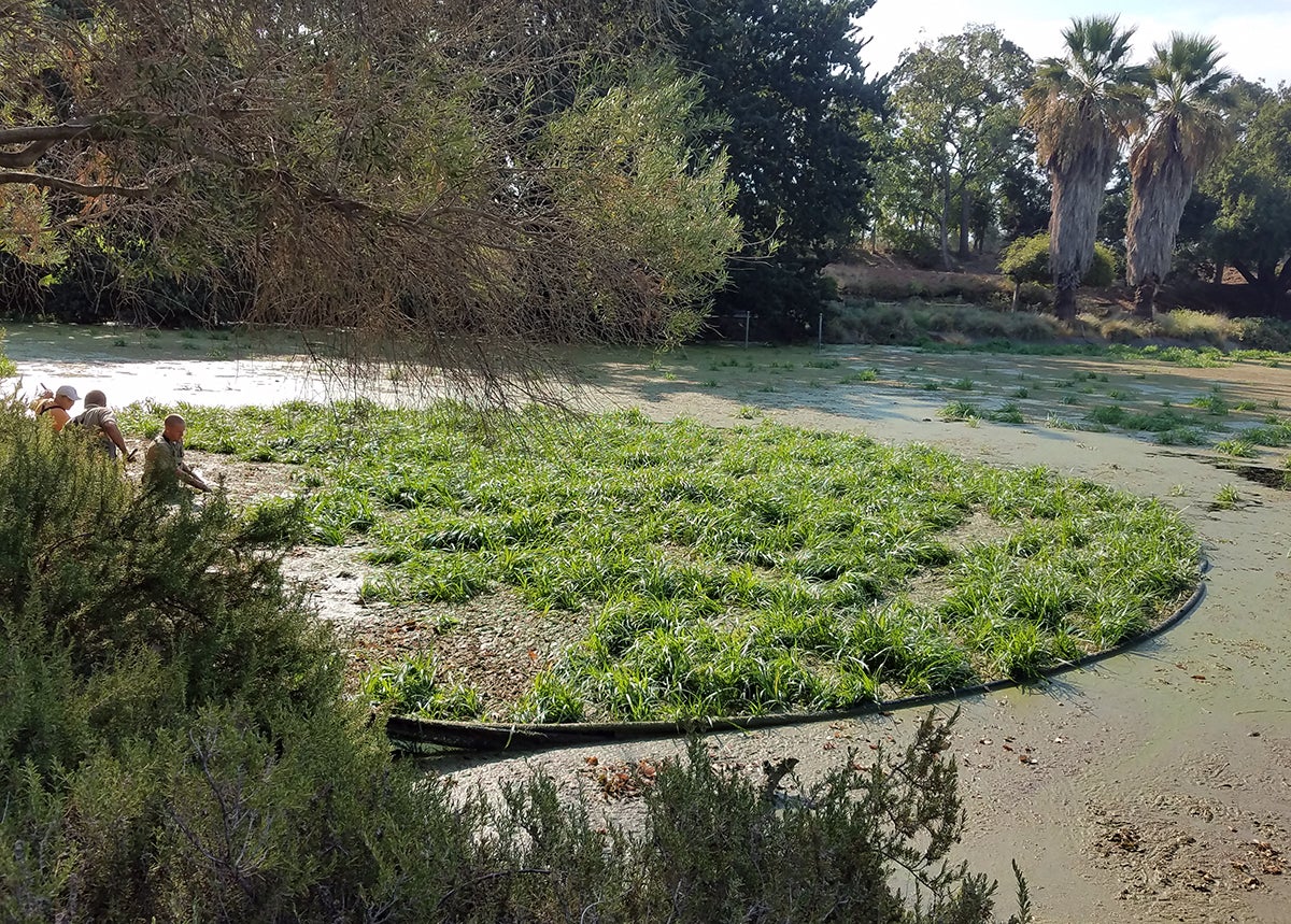 Aquatic weeds are contained in the Arboretum Waterway.