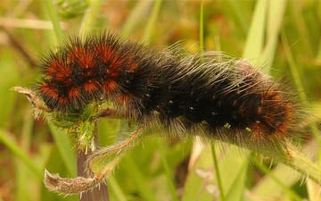 a woolly bear caterpillar