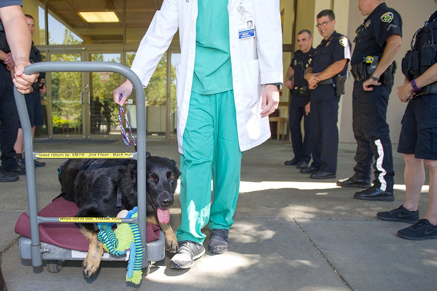 Peydro leaves the UC Davis Veterinary Hospital.