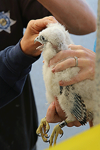 The baby pererine falcon at the UC Davis Medical Center.