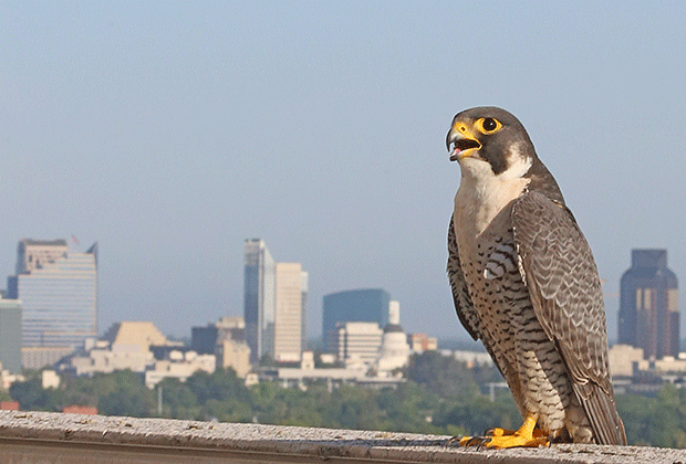 A peregrine falcon on top of the UC Davis Medical Center.