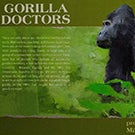 A promotional image for the Gorilla Doctors.