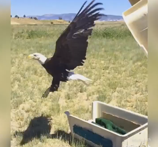An eagle is released into the wild.