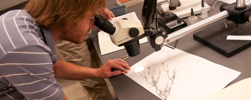 A young man looks through a microscope at a herbarium specimen of a wildflower
