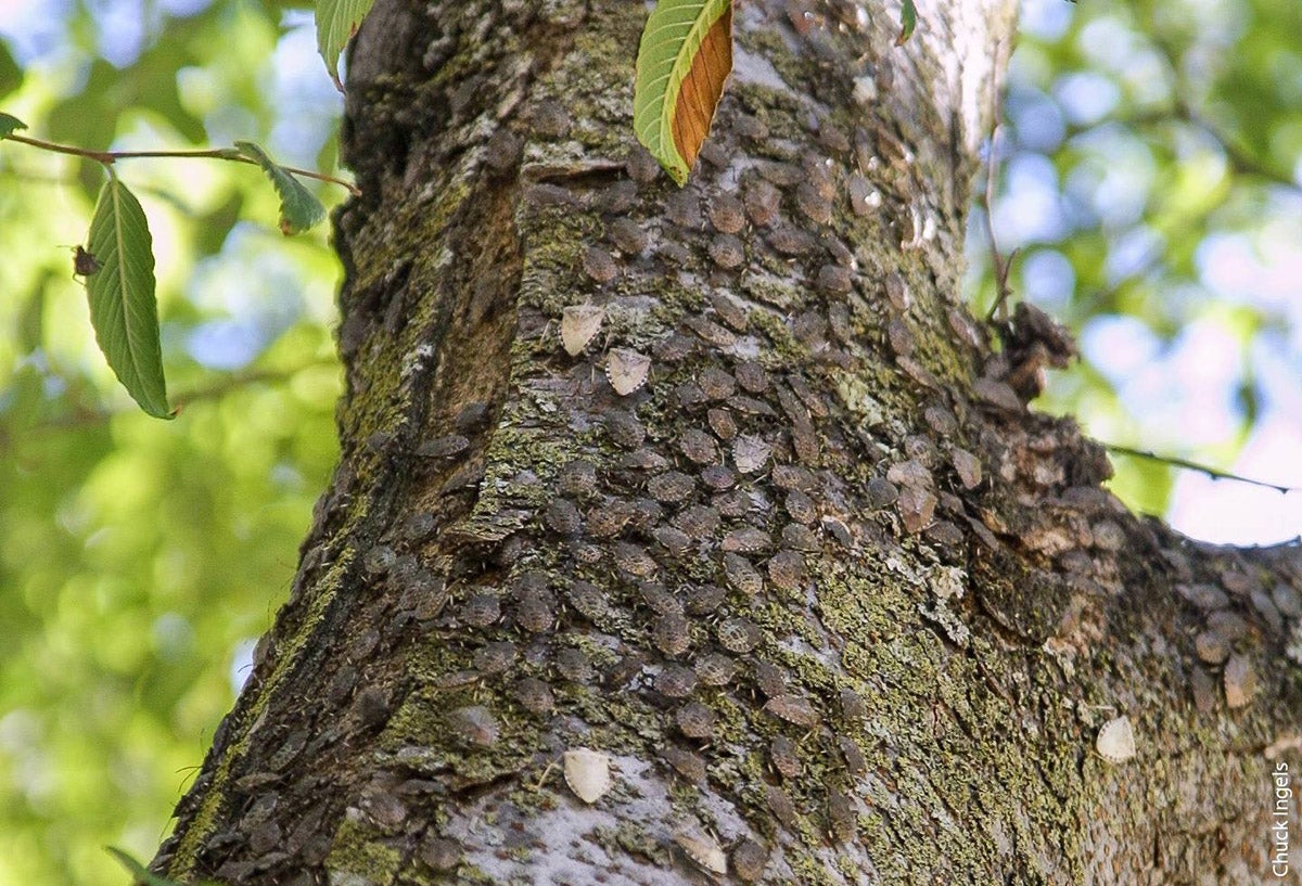 Stink bugs on a tree.