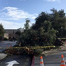 Fallen tree.