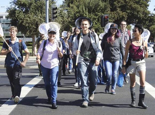 Professor Lynn Kimsey leads students across a crosswalk, as they set off to collect insects.