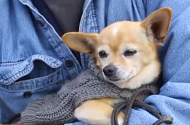 Small dog in sweater, cuddling in a man's arms