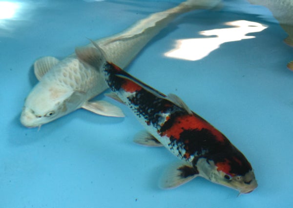 Two rescued koi in UC Davis tank