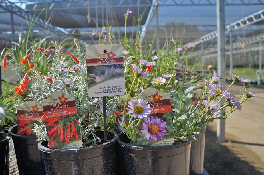 Plants for sale at Arboretum Teaching Nursery
