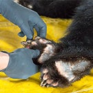 Bear paws healed
