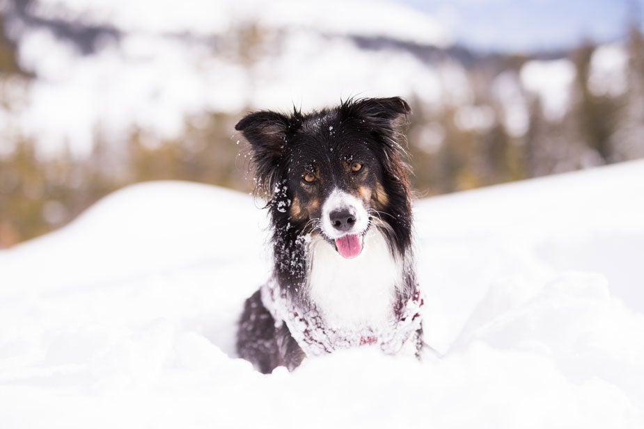 Dog in the snow, from vet students' pet calendar