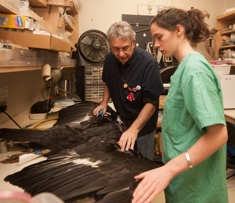 Student and curator examine California condor specimen.