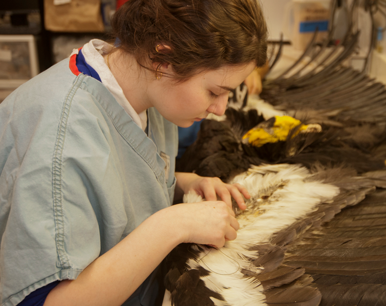 Student examines California condor specimen.