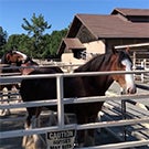 Clydesdales horses
