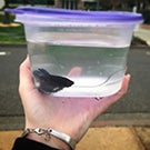 Fish in a food container