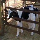 Baby cow at UC Davis Dairy Barn