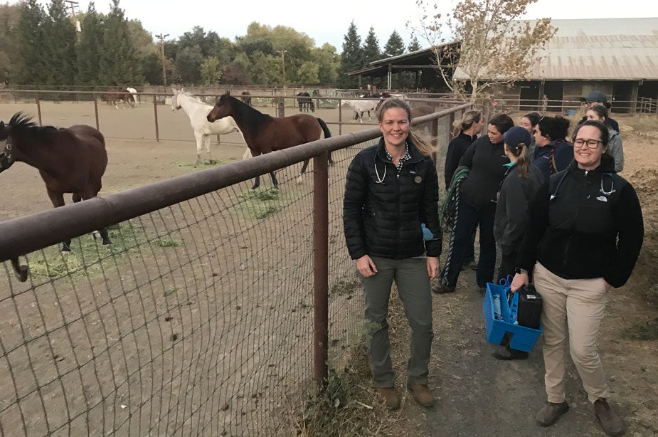 Veterinary personnel at horse corral