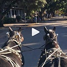 Two horses walking through campus.