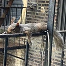 Squirrel lying on railing
