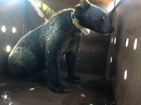 Bear in enclosure.