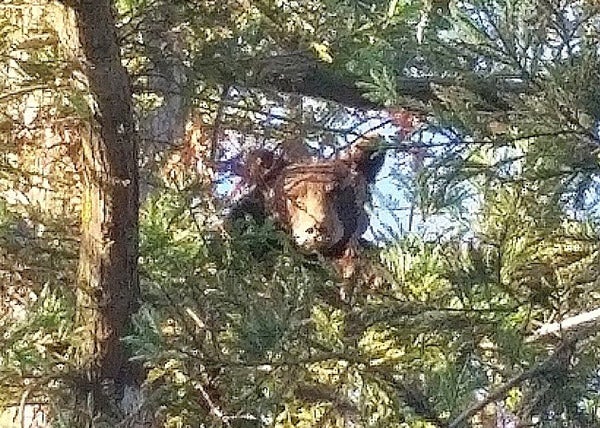 The bear in a tree.
