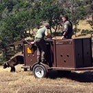 Bear released from trailer back into the wild.