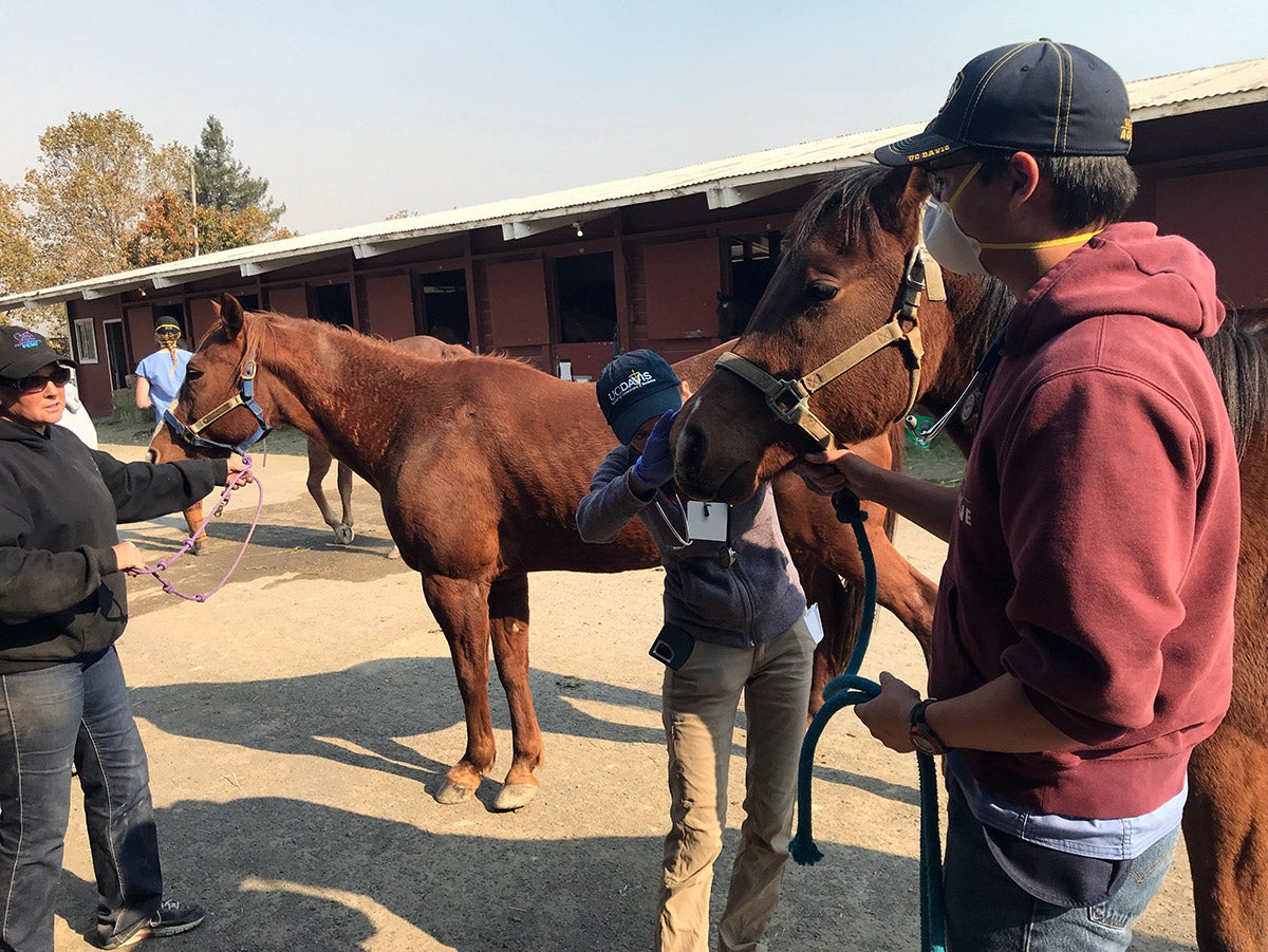 A student holds a horse still while a veterinarian examines the animal.