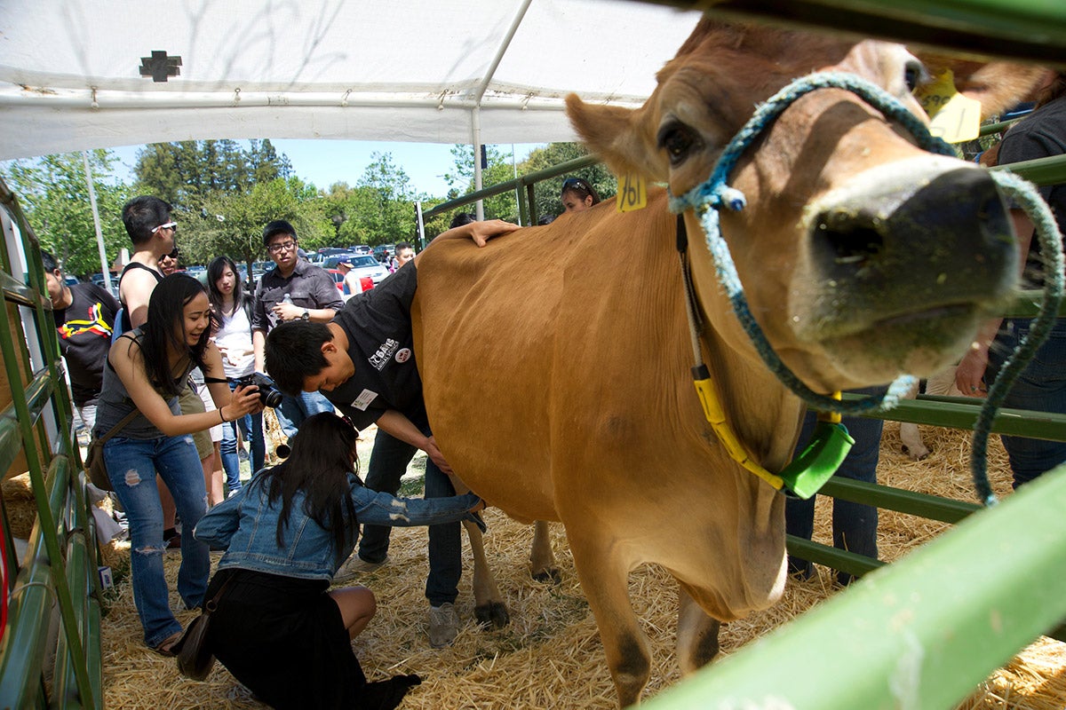 Students milk a cow