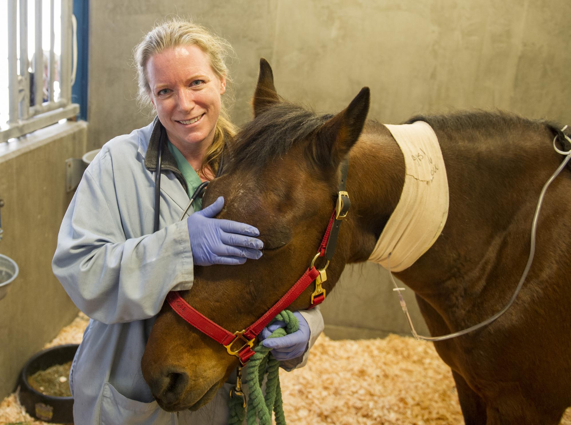 A vet comforts her horse patient
