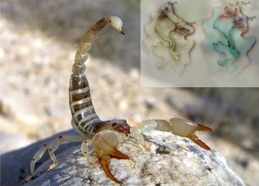 Scorpion with curled tail with inset of two chemical structures of venom compounds embedded in image