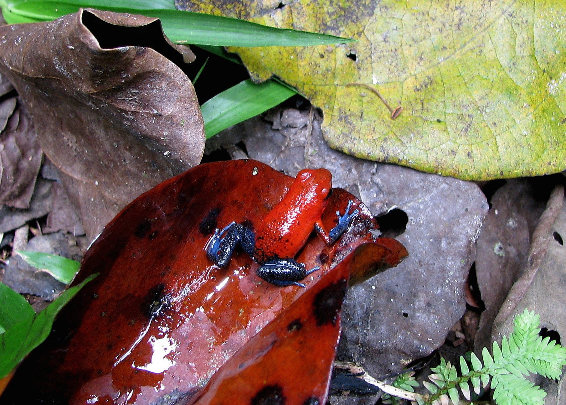 Strawberry poison dart frog