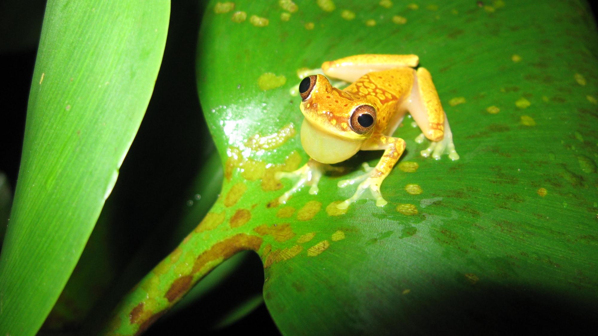 Hourglass tree frog in Costa Rica