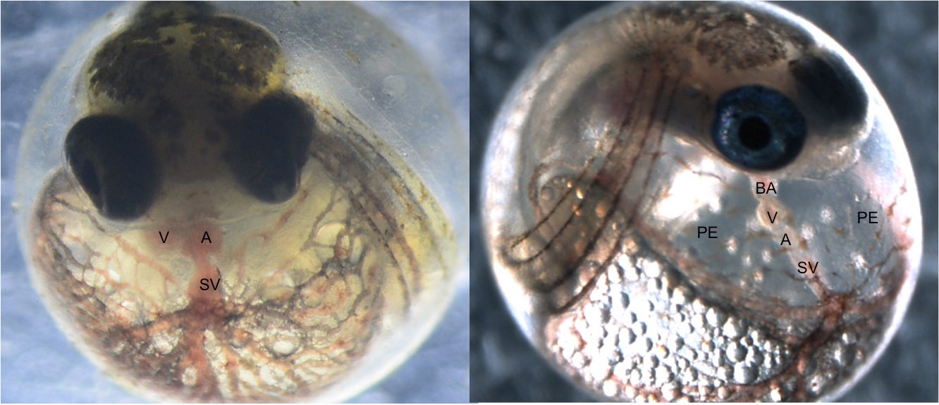 Atlantic killifish embryos